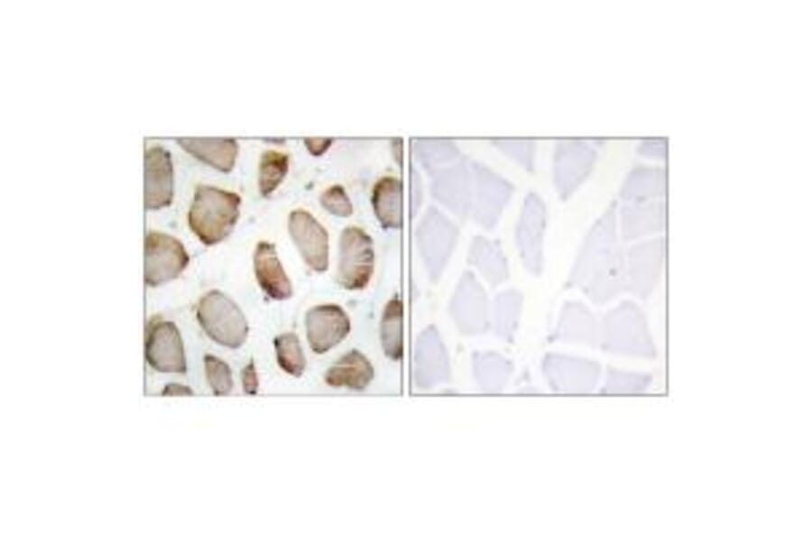Immunohistochemistry - DUS2L Antibody from Signalway Antibody (34081) - Antibodies.com