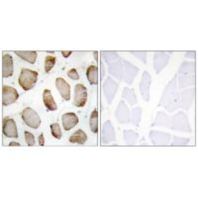 Immunohistochemistry - DUS2L Antibody from Signalway Antibody (34081) - Antibodies.com