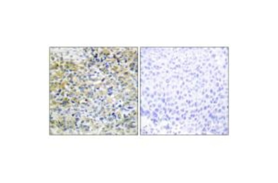 Immunohistochemistry - CARKL Antibody from Signalway Antibody (34105) - Antibodies.com