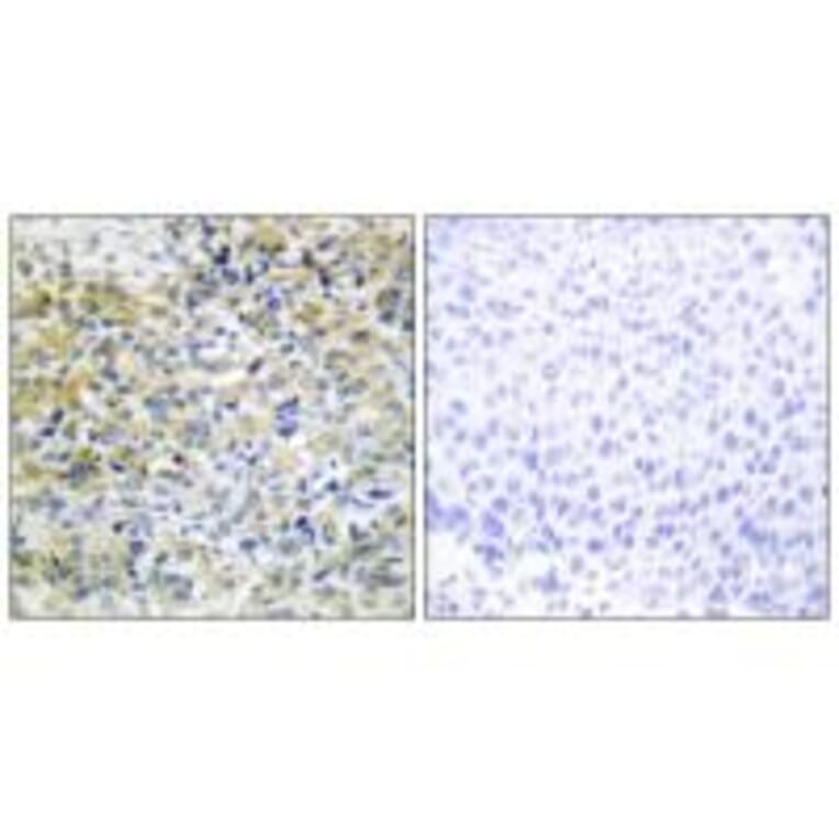 Immunohistochemistry - CARKL Antibody from Signalway Antibody (34105) - Antibodies.com