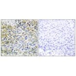 Immunohistochemistry - CARKL Antibody from Signalway Antibody (34105) - Antibodies.com
