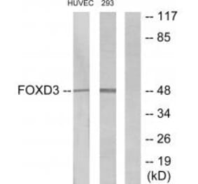Western blot - FOXD3 Antibody from Signalway Antibody (34110) - Antibodies.com