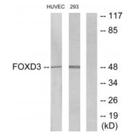 Western blot - FOXD3 Antibody from Signalway Antibody (34110) - Antibodies.com