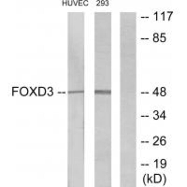 Western blot - FOXD3 Antibody from Signalway Antibody (34110) - Antibodies.com