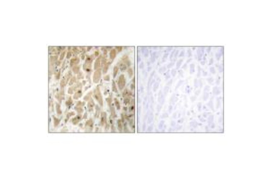 Immunohistochemistry - FOXD3 Antibody from Signalway Antibody (34110) - Antibodies.com