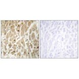 Immunohistochemistry - FOXD3 Antibody from Signalway Antibody (34110) - Antibodies.com
