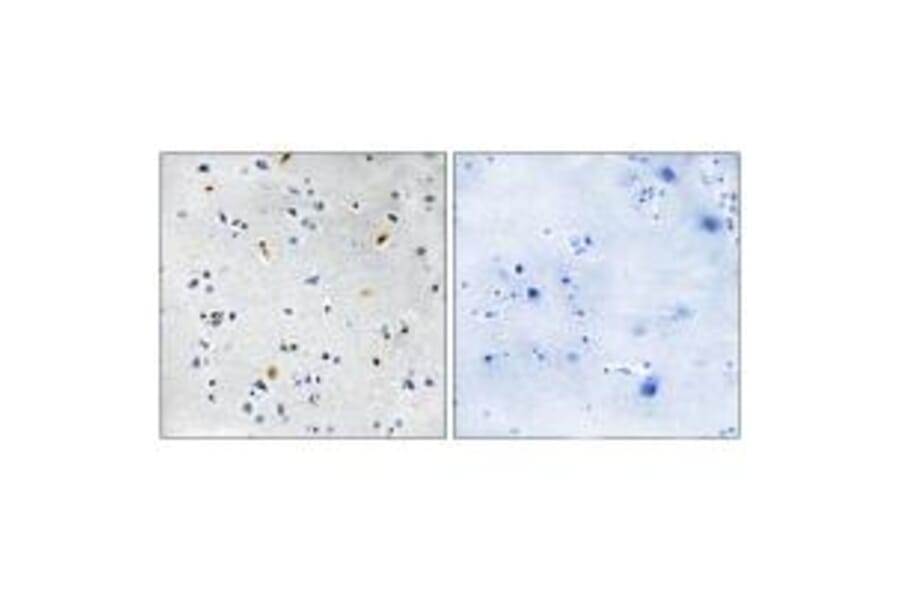 Immunohistochemistry - DIL-2 Antibody from Signalway Antibody (34117) - Antibodies.com