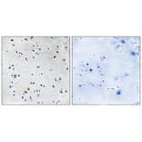 Immunohistochemistry - DIL-2 Antibody from Signalway Antibody (34117) - Antibodies.com