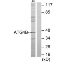 Western blot - ATG4B Antibody from Signalway Antibody (34136) - Antibodies.com