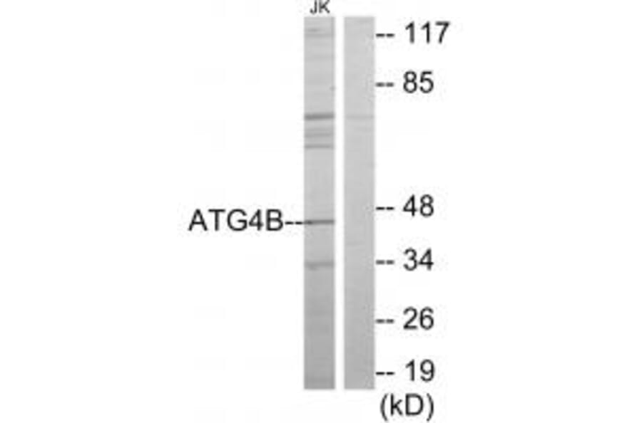 Western blot - ATG4B Antibody from Signalway Antibody (34136) - Antibodies.com