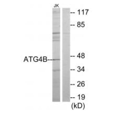 Western blot - ATG4B Antibody from Signalway Antibody (34136) - Antibodies.com
