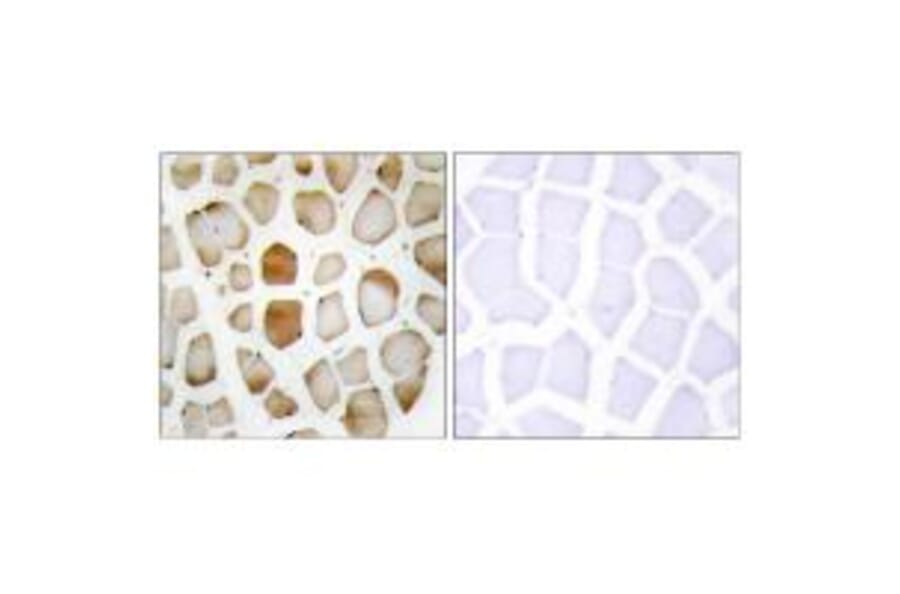 Immunohistochemistry - ATG4B Antibody from Signalway Antibody (34136) - Antibodies.com