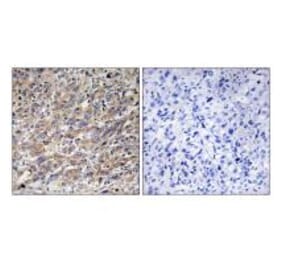 Immunohistochemistry - COX17 Antibody from Signalway Antibody (34220) - Antibodies.com