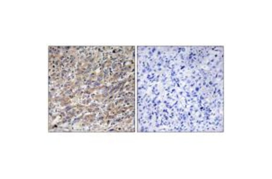 Immunohistochemistry - COX17 Antibody from Signalway Antibody (34220) - Antibodies.com