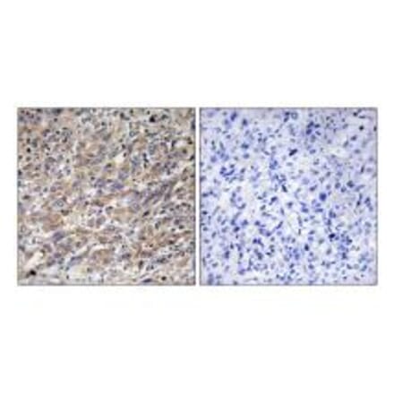 Immunohistochemistry - COX17 Antibody from Signalway Antibody (34220) - Antibodies.com
