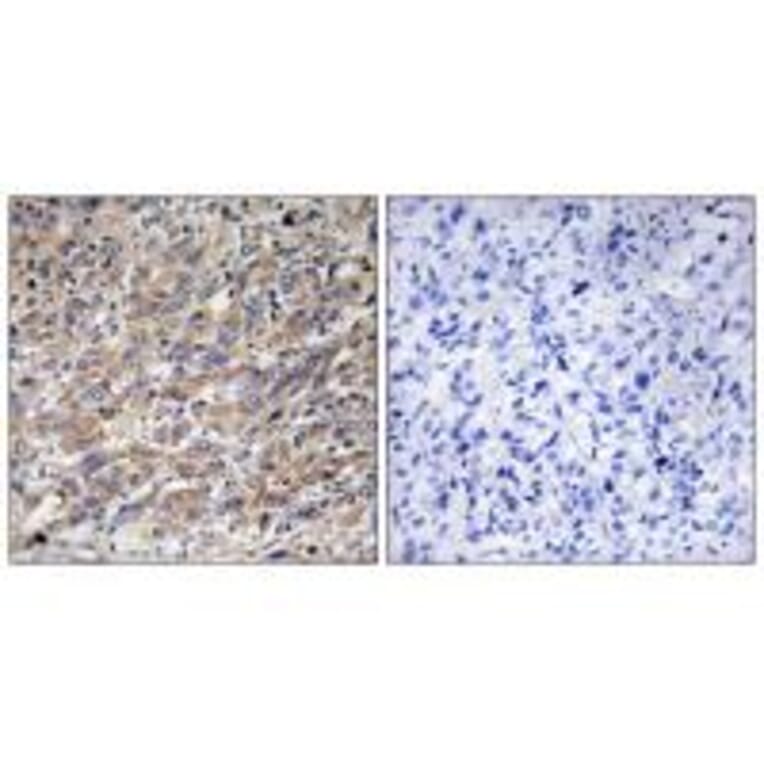 Immunohistochemistry - COX17 Antibody from Signalway Antibody (34220) - Antibodies.com
