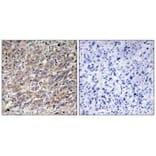 Immunohistochemistry - COX17 Antibody from Signalway Antibody (34220) - Antibodies.com