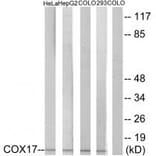 Western blot - COX17 Antibody from Signalway Antibody (34220) - Antibodies.com