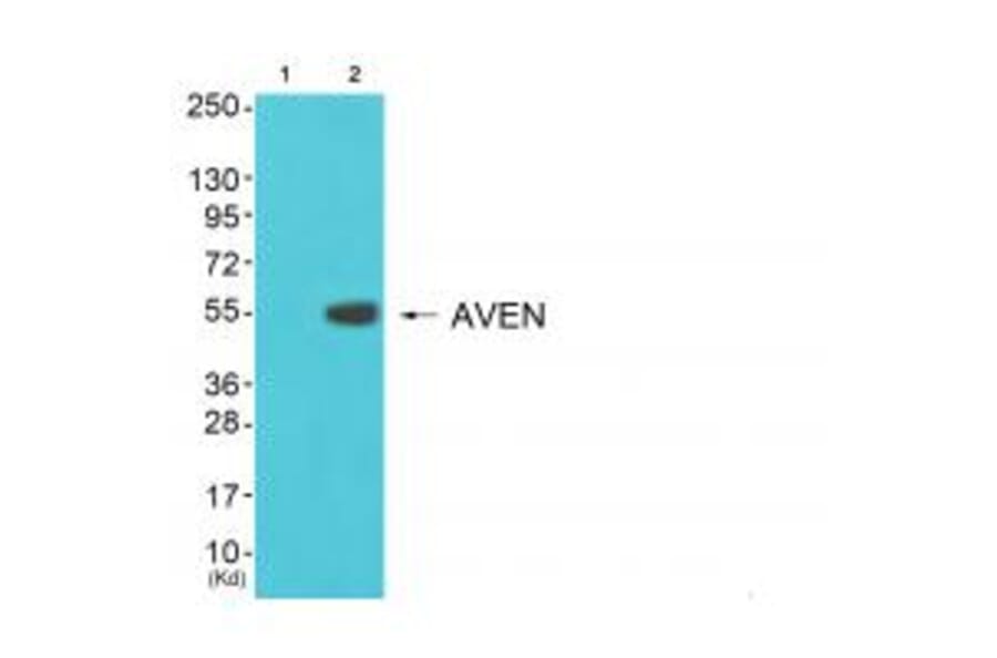 Western blot - COX17 Antibody from Signalway Antibody (34220) - Antibodies.com