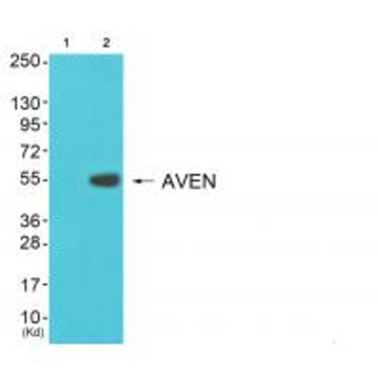 Western blot - COX17 Antibody from Signalway Antibody (34220) - Antibodies.com