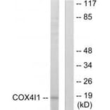 Western blot - COX41 Antibody from Signalway Antibody (34222) - Antibodies.com