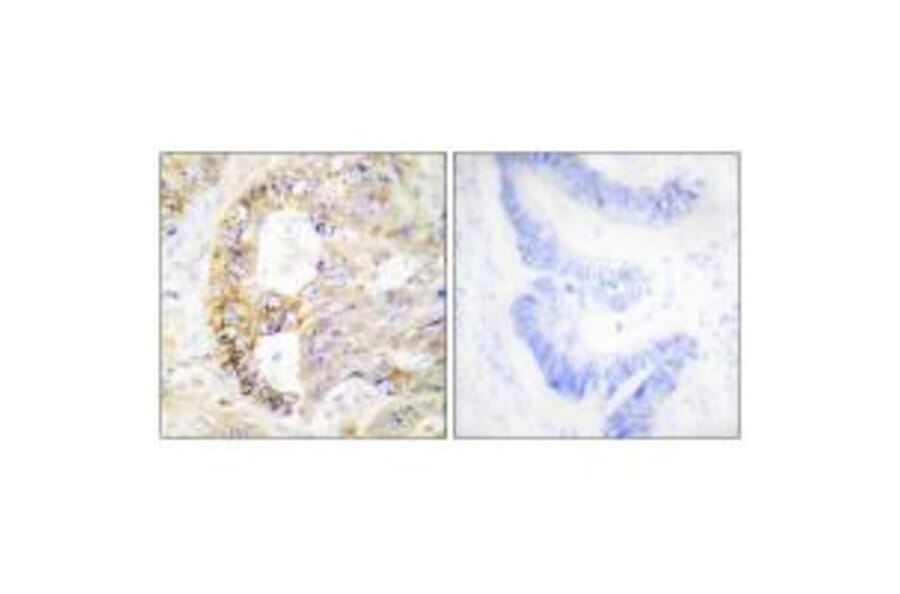 Immunohistochemistry - COX41 Antibody from Signalway Antibody (34222) - Antibodies.com