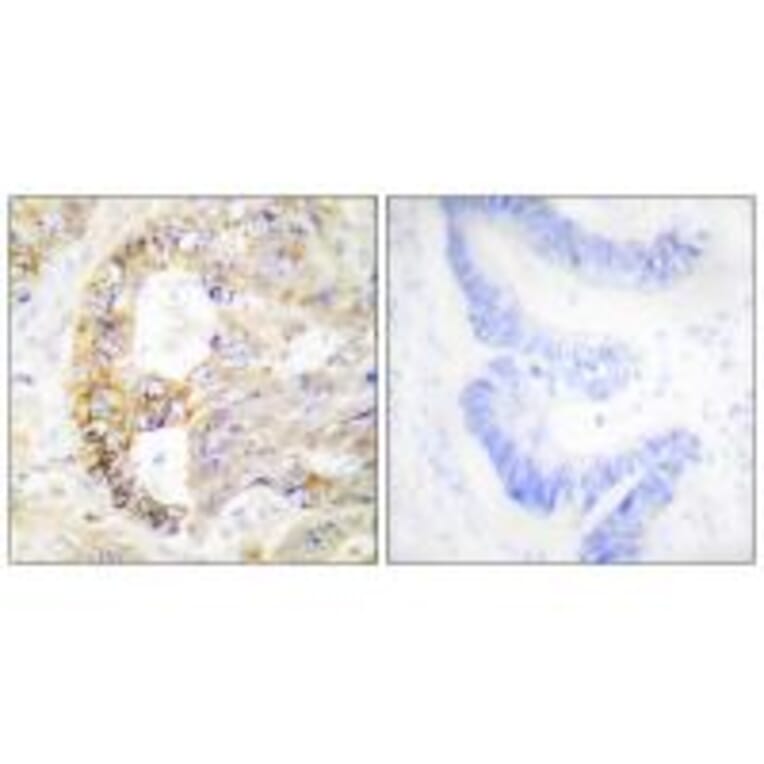 Immunohistochemistry - COX41 Antibody from Signalway Antibody (34222) - Antibodies.com