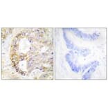 Immunohistochemistry - COX41 Antibody from Signalway Antibody (34222) - Antibodies.com