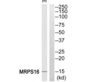 Western blot - MRPS16 Antibody from Signalway Antibody (34310) - Antibodies.com