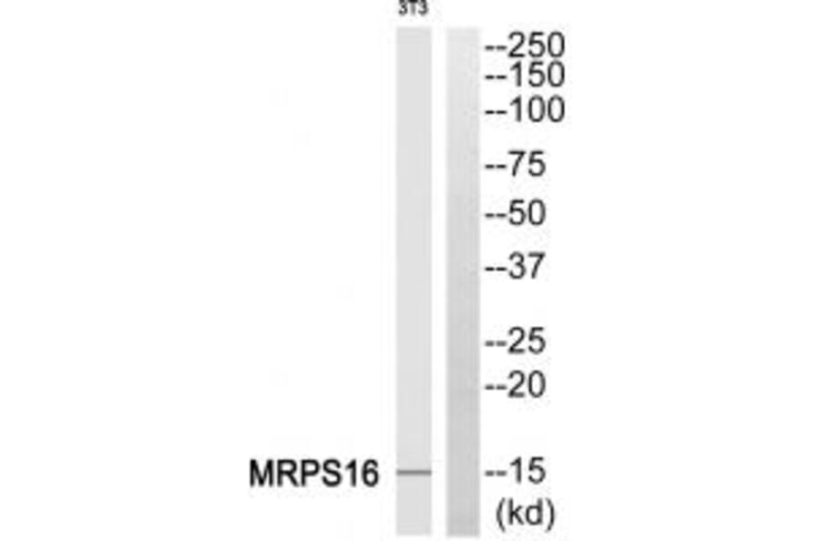 Western blot - MRPS16 Antibody from Signalway Antibody (34310) - Antibodies.com