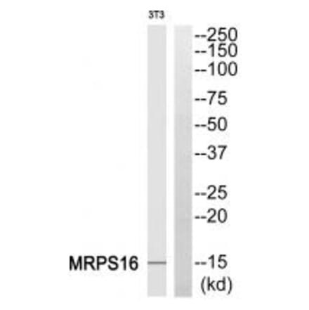 Western blot - MRPS16 Antibody from Signalway Antibody (34310) - Antibodies.com