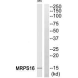 Western blot - MRPS16 Antibody from Signalway Antibody (34310) - Antibodies.com