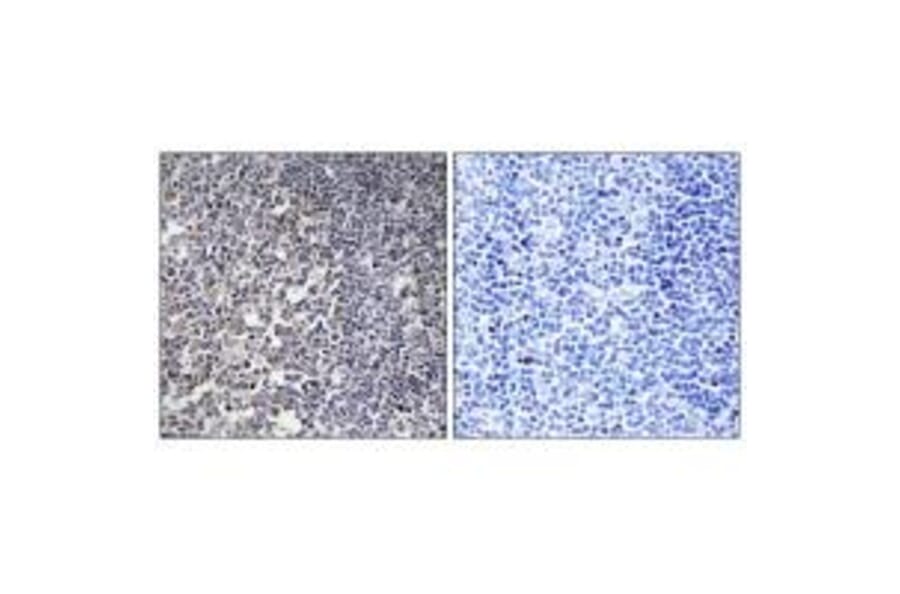 Immunohistochemistry - MRPS16 Antibody from Signalway Antibody (34310) - Antibodies.com