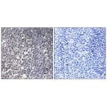 Immunohistochemistry - MRPS16 Antibody from Signalway Antibody (34310) - Antibodies.com