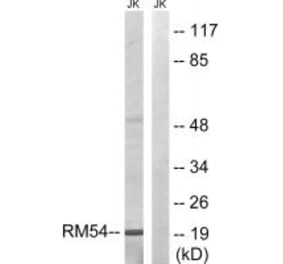 Western blot - MRPL54 Antibody from Signalway Antibody (34313) - Antibodies.com