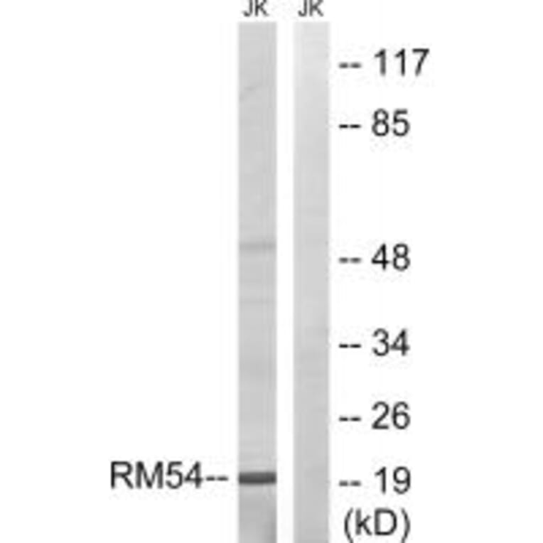 Western blot - MRPL54 Antibody from Signalway Antibody (34313) - Antibodies.com
