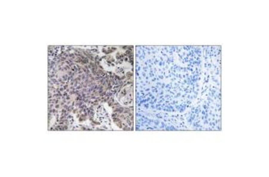 Immunohistochemistry - MRPL54 Antibody from Signalway Antibody (34313) - Antibodies.com