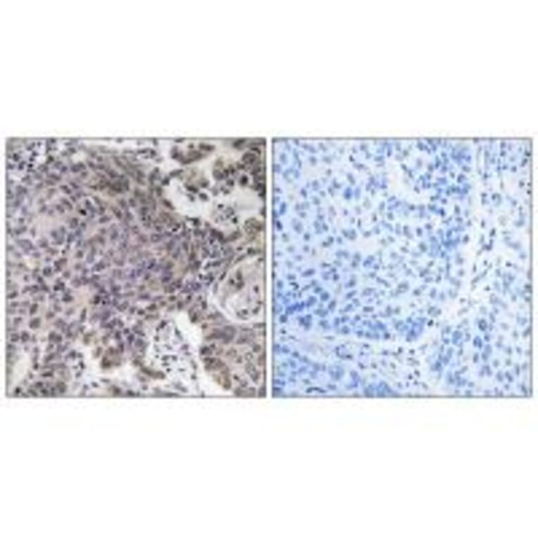 Immunohistochemistry - MRPL54 Antibody from Signalway Antibody (34313) - Antibodies.com