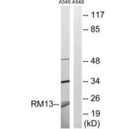 Western blot - MRPL13 Antibody from Signalway Antibody (34317) - Antibodies.com