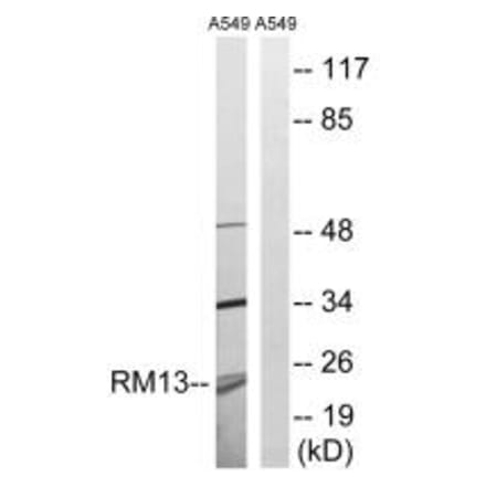 Western blot - MRPL13 Antibody from Signalway Antibody (34317) - Antibodies.com