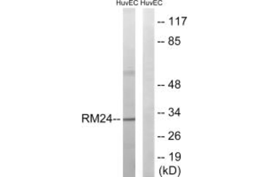 Western blot - MRPL24 Antibody from Signalway Antibody (34323) - Antibodies.com