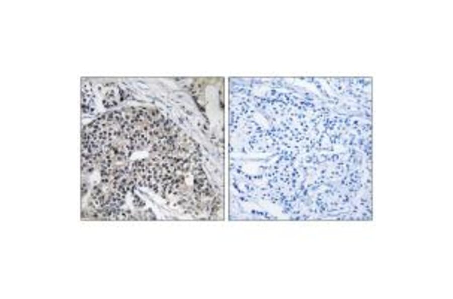Immunohistochemistry - MRPL24 Antibody from Signalway Antibody (34323) - Antibodies.com