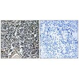 Immunohistochemistry - ABCB7 Antibody from Signalway Antibody (34460) - Antibodies.com