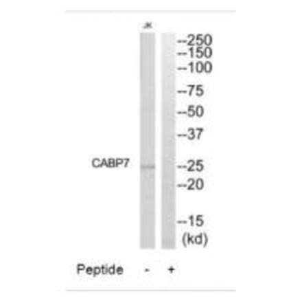 Western blot - CABP7 Antibody from Signalway Antibody (34516) - Antibodies.com