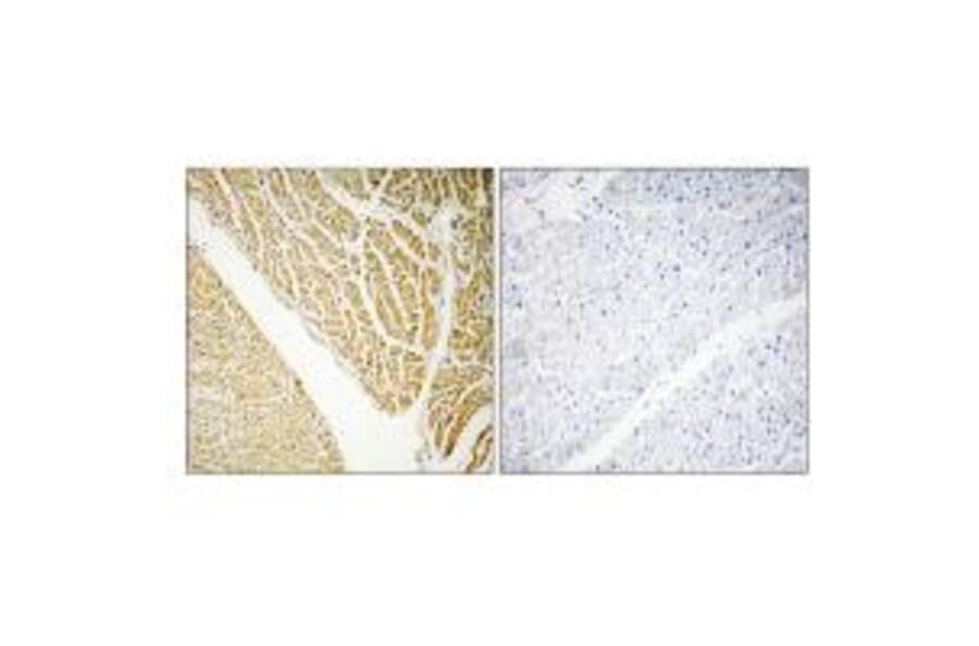 Immunohistochemistry - CABP7 Antibody from Signalway Antibody (34516) - Antibodies.com