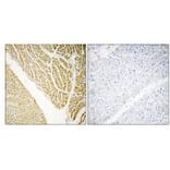 Immunohistochemistry - CABP7 Antibody from Signalway Antibody (34516) - Antibodies.com