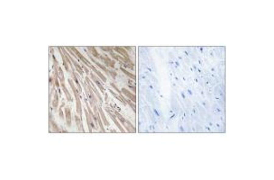 Immunohistochemistry - ARPP21 Antibody from Signalway Antibody (34524) - Antibodies.com