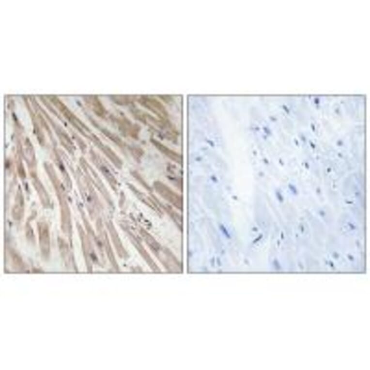 Immunohistochemistry - ARPP21 Antibody from Signalway Antibody (34524) - Antibodies.com