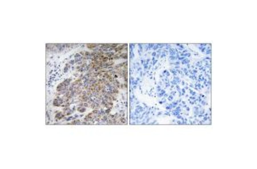 Immunohistochemistry - CHST10 Antibody from Signalway Antibody (34532) - Antibodies.com