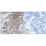 Immunohistochemistry - CHST10 Antibody from Signalway Antibody (34532) - Antibodies.com